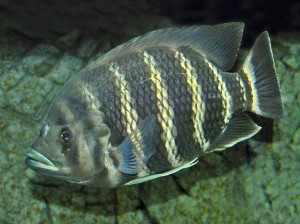Pseudotropheus spp.