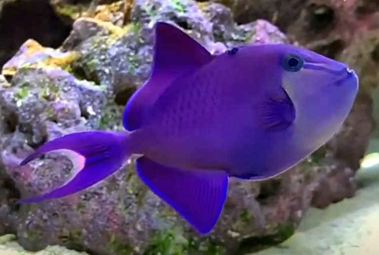 Niger Triggerfish